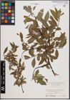 Foto von Salix daphnoides Vill.